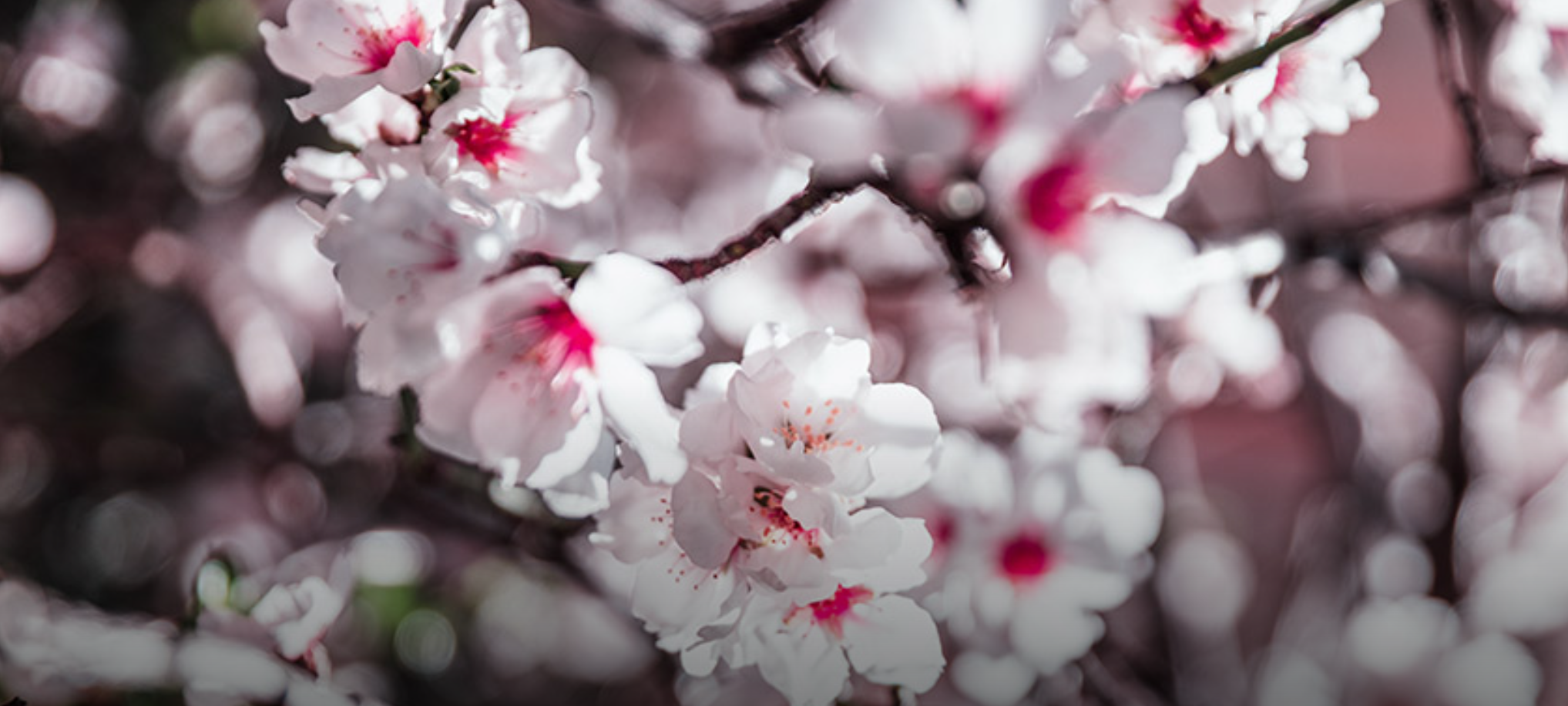 Feria Flor de Almendra – Son Servera