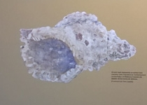 ‘1715. La fi del regne enmig del mar?’