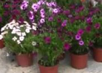 Weekly Market of Es Coll d'en Rabassa