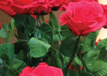 Floral Modeling Workshop