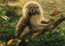 'Colombia magia salvaje'