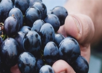 Festa des Vermar 2017