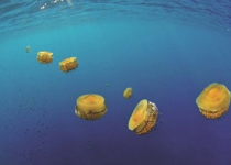 'Miradas abiertas a la naturaleza'