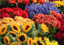 Mercado semanal de S'Arenal (Palma)