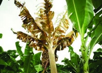 'Sólo show en La Caja Blanca', de María José Argenzio