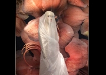 'Veladas, cantos de amor y muerte'