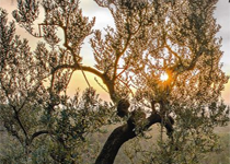 'Entre el Cel i la Terra'